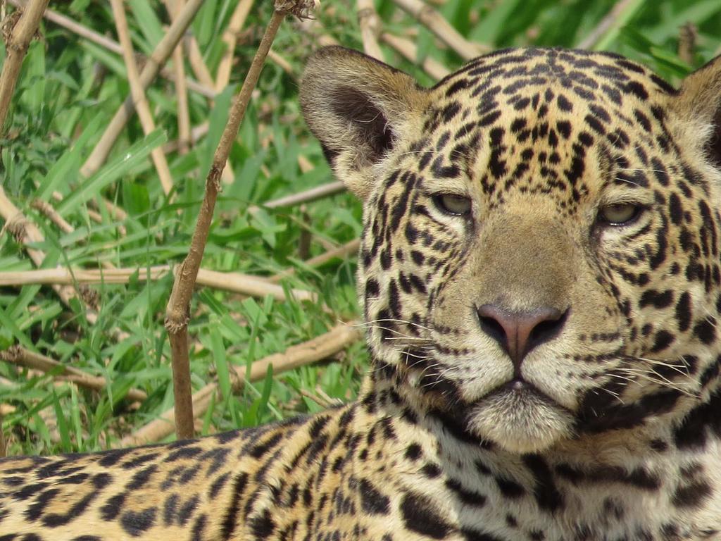 Pousada Reserva Ecologica Jaguar Poconé Extérieur photo