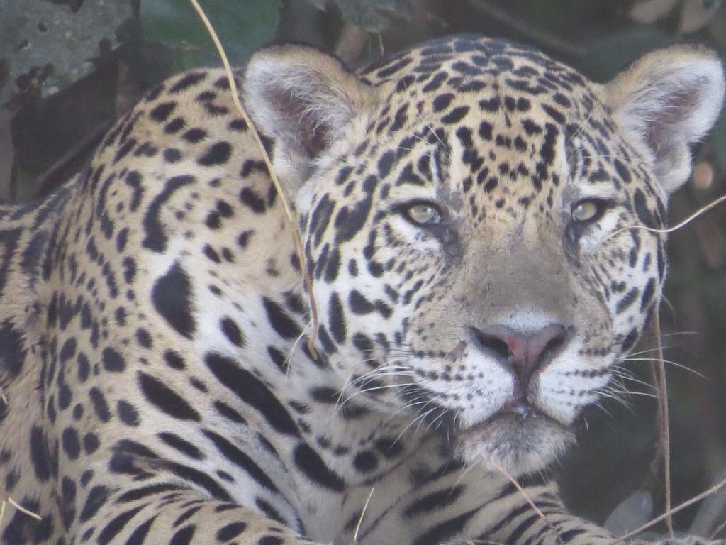 Pousada Reserva Ecologica Jaguar Poconé Extérieur photo