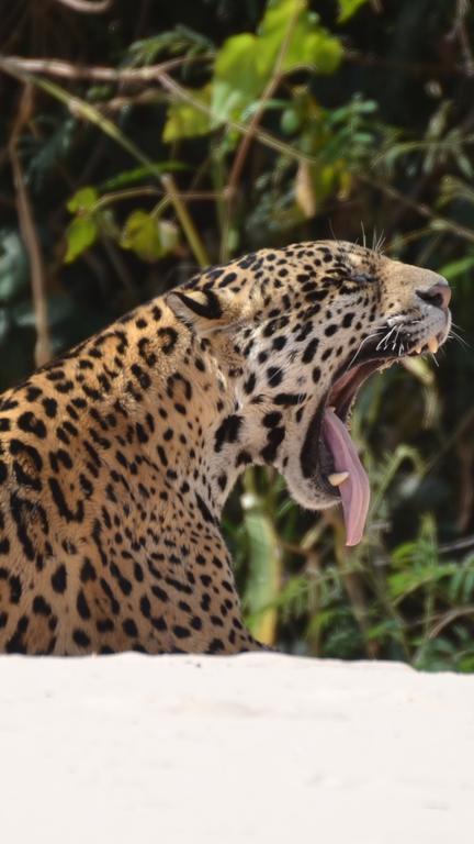 Pousada Reserva Ecologica Jaguar Poconé Extérieur photo