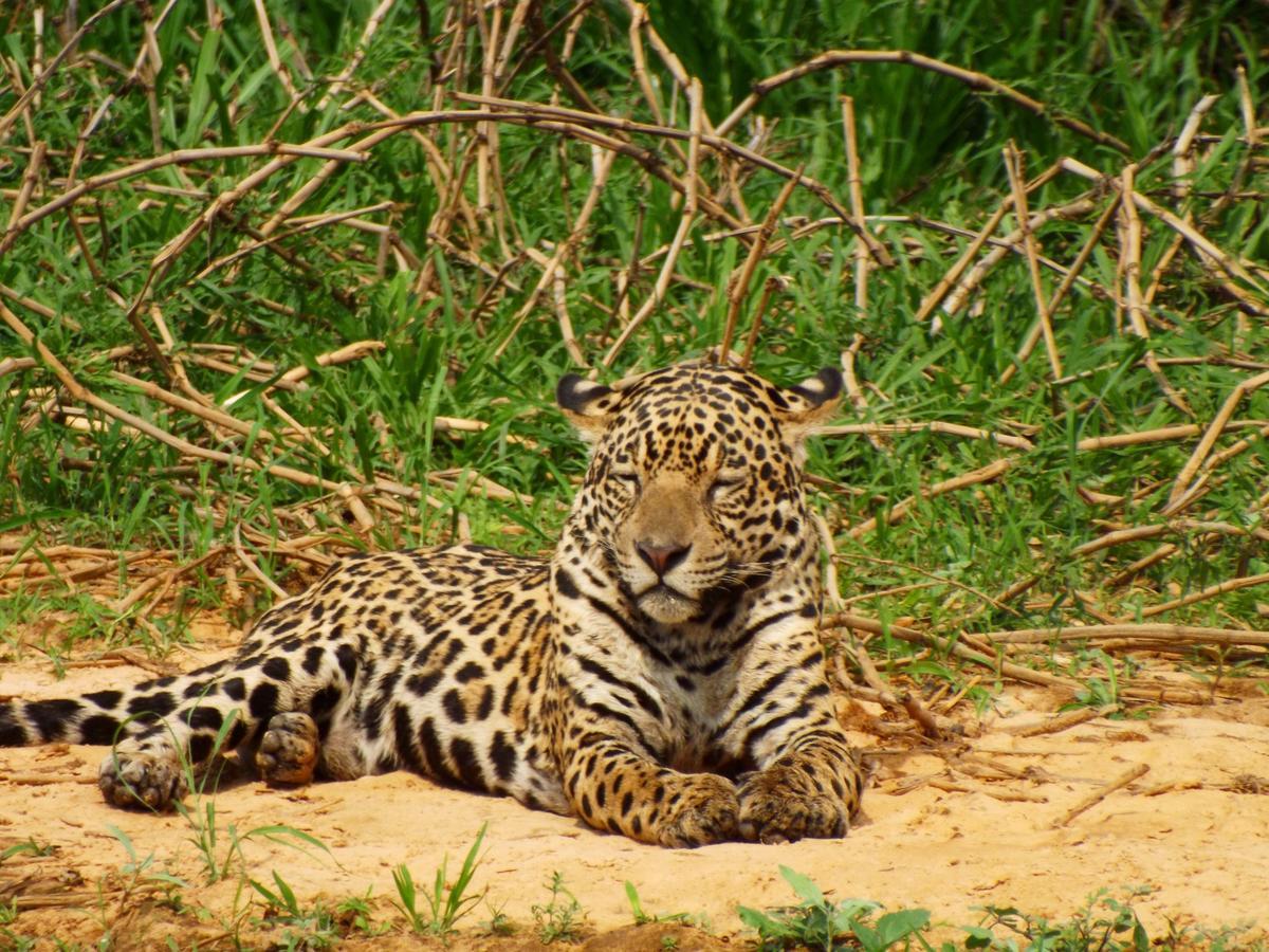 Pousada Reserva Ecologica Jaguar Poconé Extérieur photo