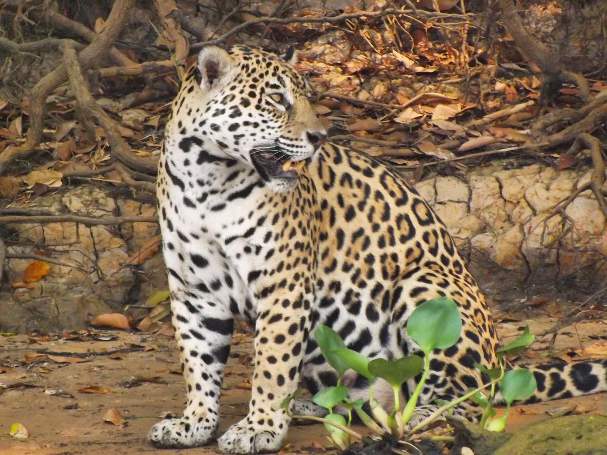 Pousada Reserva Ecologica Jaguar Poconé Extérieur photo
